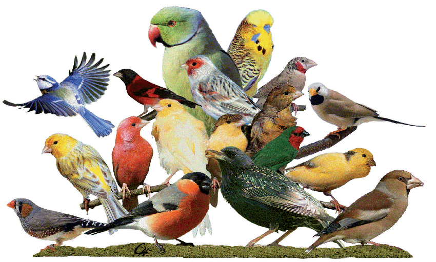 Collage von Vogelarten im Deutschen Kanarien- und Vogelzüchterbund e.V. (DKB)