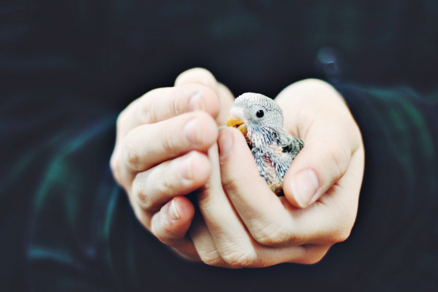 Bird in hand. Птенец в руках. Держит птенчика в руках. Baby Bird. Птенец который держится за стену.