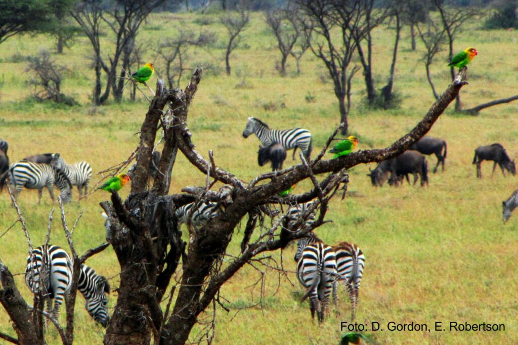 Pfirsischköpfchen in der Serengeti